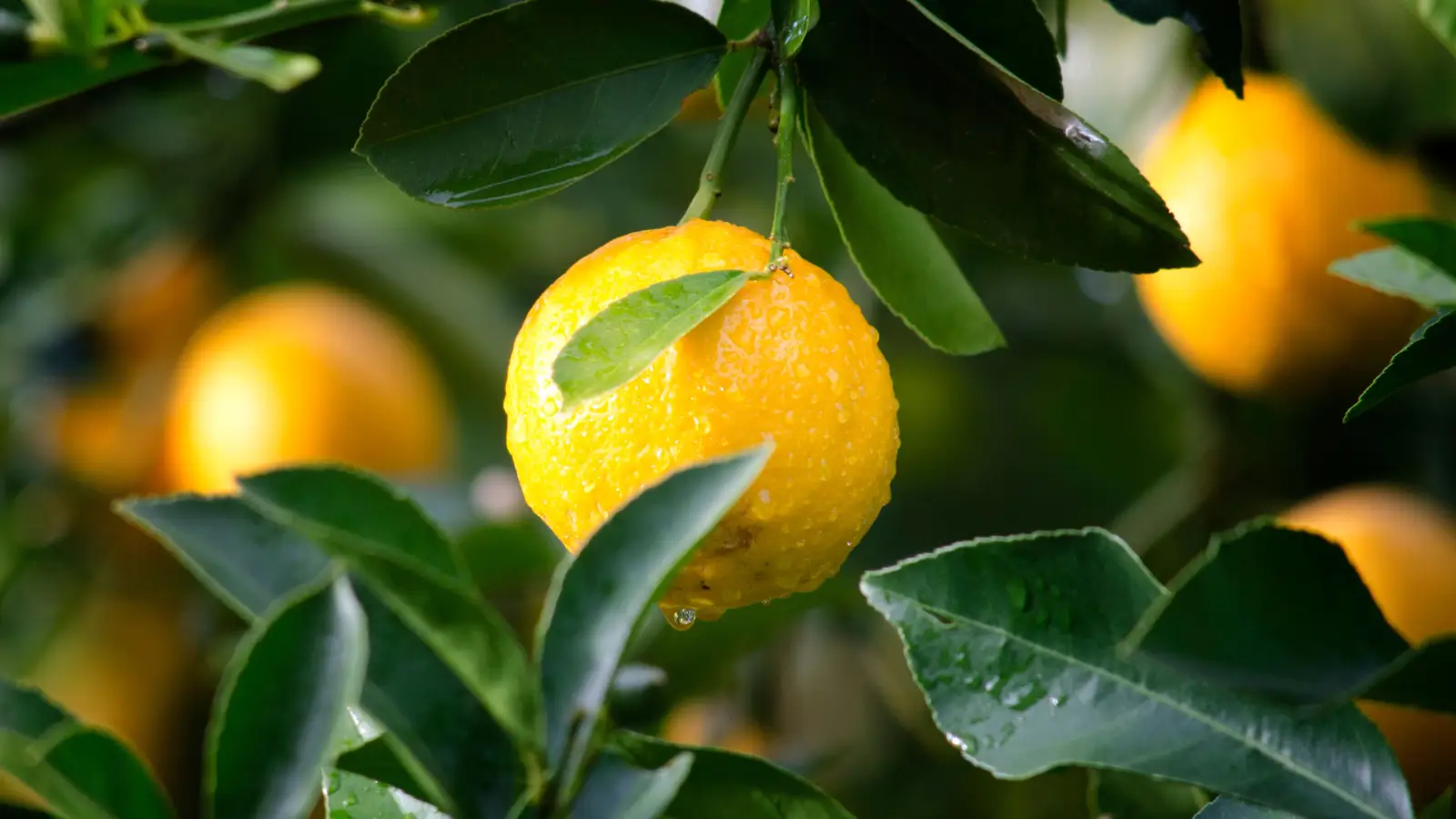Eating Lemon Won't Remove Dark Spots: Here's Why