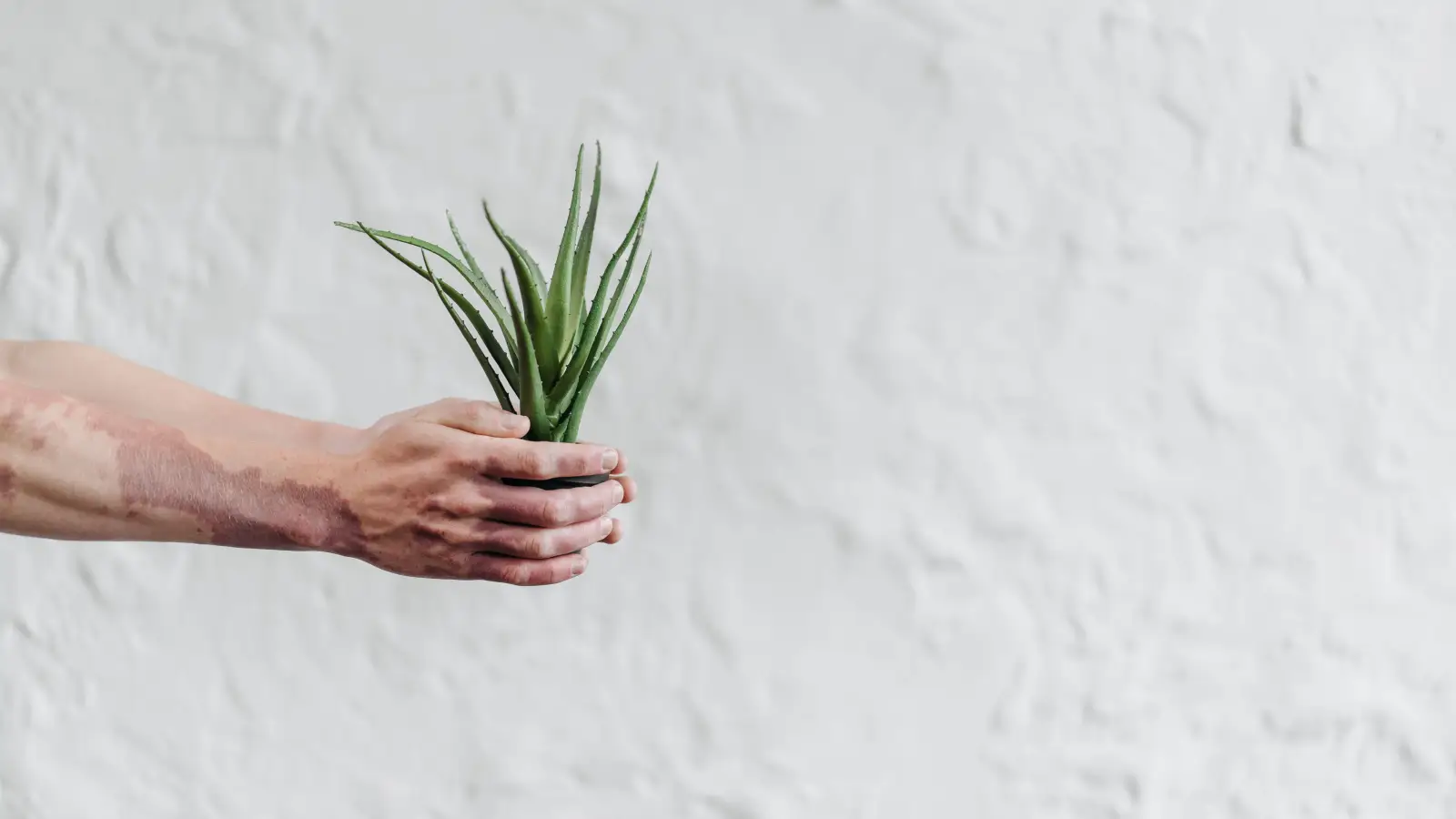 What the Studies Actually Show About Aloe Vera and Pigmentation